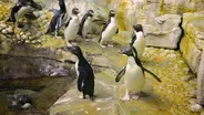 Rockhopper Penguins Go for a Swim at Shedd Aquarium