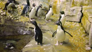 Rockhopper Penguins Go for a Swim at Shedd Aquarium