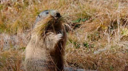 Video thumbnail: Nature Secrets of Marmot Hibernation
