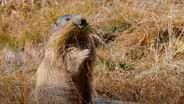 Secrets of Marmot Hibernation