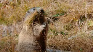 Secrets of Marmot Hibernation