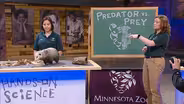 Predator Vs. Prey