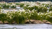 Spider Lily