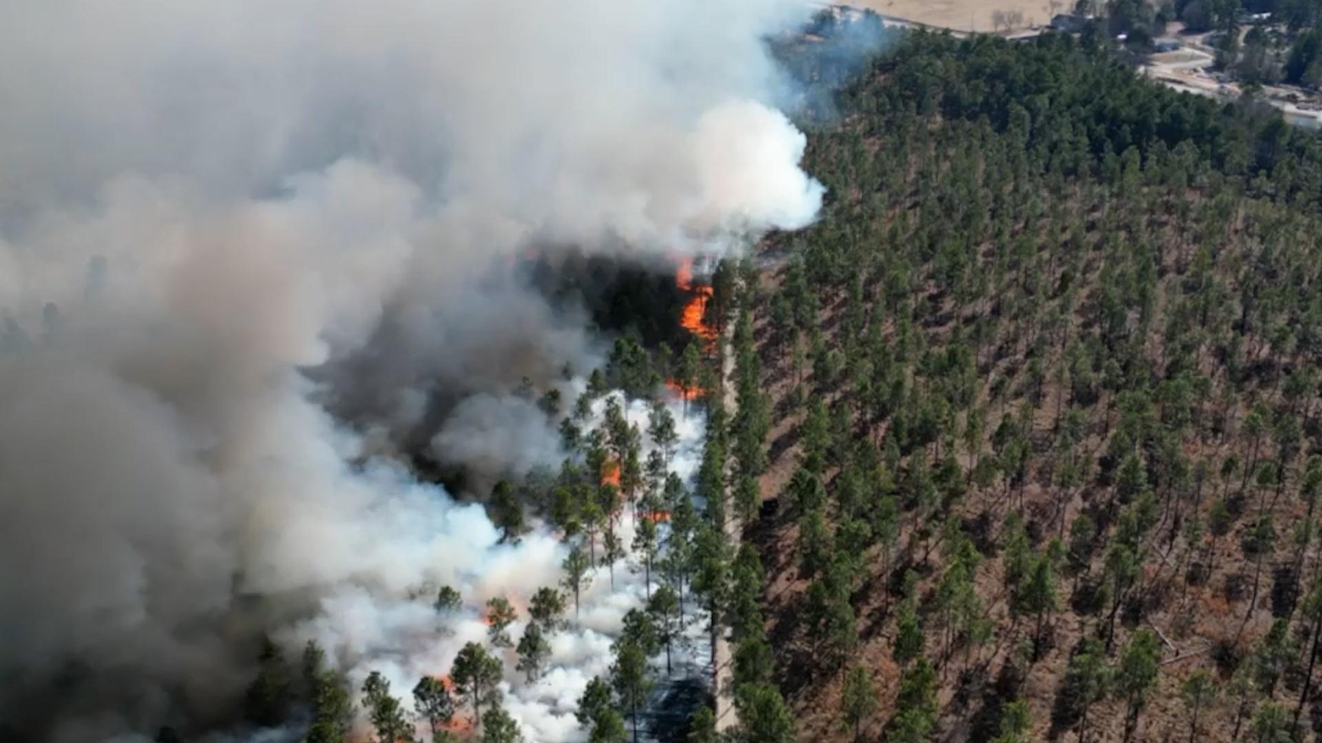 Fire isn't the enemy. For North Carolina's longleaf pine, it's the only medicine that works.