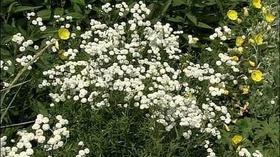 Video thumbnail: The Wisconsin Gardener Ideas for Spring