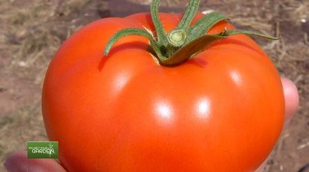 Video thumbnail: You Bet Your Garden Ep. 83 Planting Happy Tomatoes