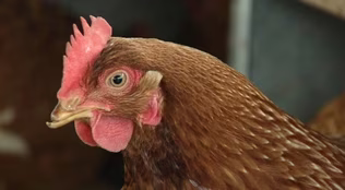 Free Union Grass Farm