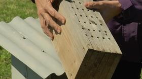 Video thumbnail: Virginia Home Grown Virginia Home Grown: Mason Bees