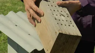 Virginia Home Grown: Mason Bees