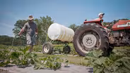 Irrigating a Pumpkin Crop in the Summer