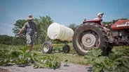 Irrigating a Pumpkin Crop in the Summer