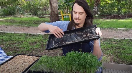 Video thumbnail: Central Texas Gardener How To Grow Microgreens: Easy Fresh Food Indoors