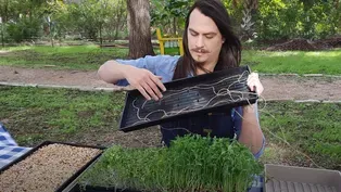How To Grow Microgreens: Easy Fresh Food Indoors