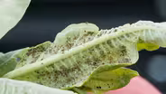 Aphid Control & Summer Turf Tips