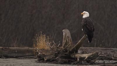 Bald Eagles Gather in the Pristine Alaskan Ecosystem