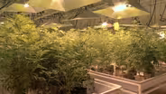 Will marijuana legalization be slowed by decriminalization?
