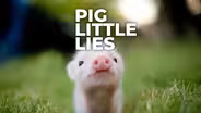 Pig Little Lies