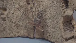 TAILLESS WHIP SCORPION