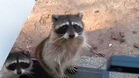 Video thumbnail: KLRN SciTech Now June 27, 2019 | Mysterious minds of raccoons