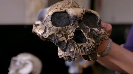 Video thumbnail: NOVA Was Eating Insects Key to Human Brain Evolution?