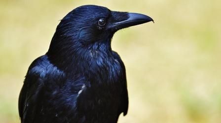 Video thumbnail: NOVA Do Birds Remember Faces?