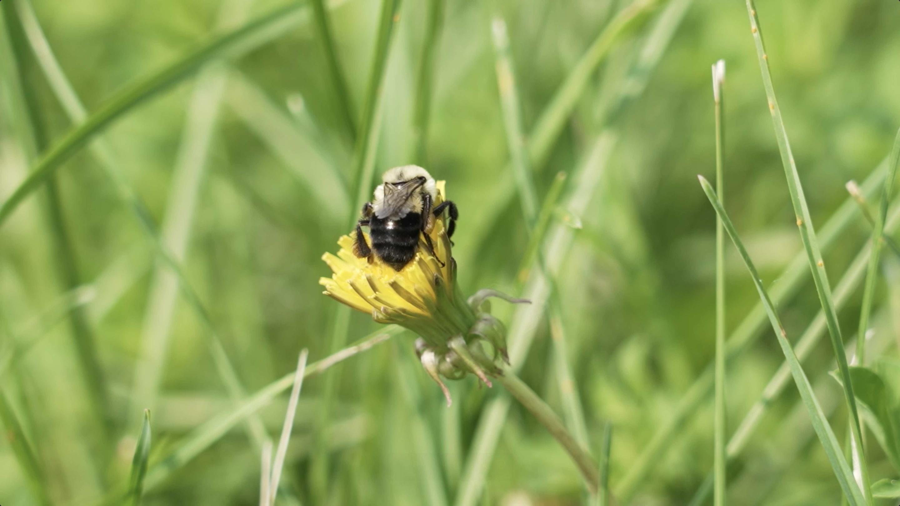 Bumblebee CSI