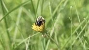 Bumblebee CSI