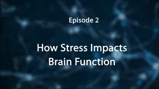 Episode 2: How Stress Impacts the Brain