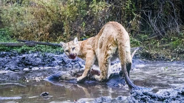 Nature | Preview of WILLOW: Diary of a Mountain Lion