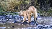 Preview of WILLOW: Diary of a Mountain Lion