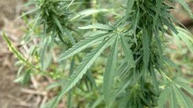 Video thumbnail: Show-Me Ag Industrial Hemp