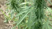 Industrial Hemp