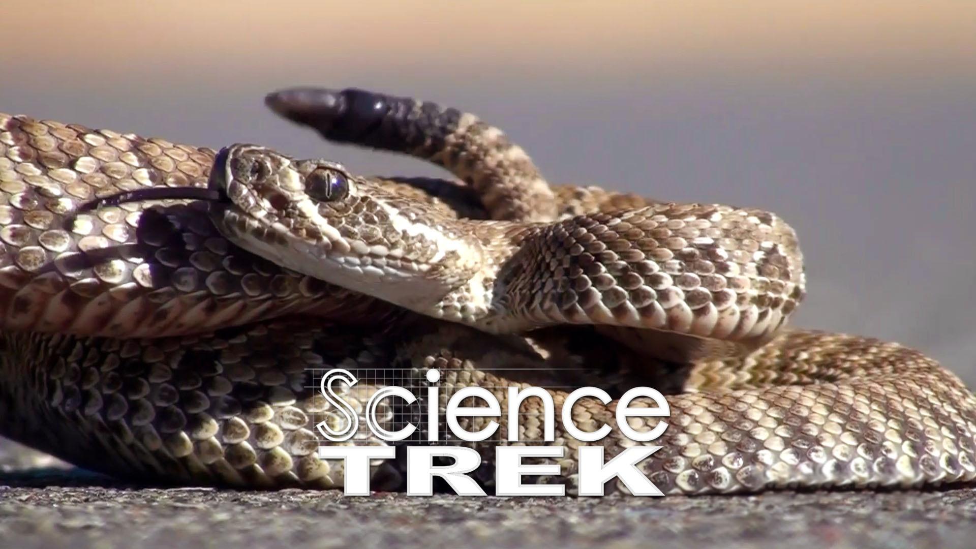 Science Trek | Snakes: Discover Snakes | PBS