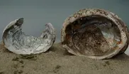 Beyond the Shell