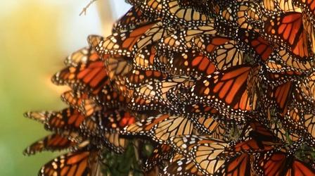 Video thumbnail: Insectarium Butterfly Effect: Can Monarchs Avoid Extinction?