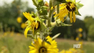 Pollinator Plots More Than Just a Pretty View