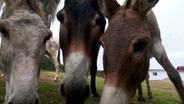 Oregon Donkey Sanctuary