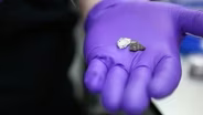The Dig: NASA Apollo Rocks
