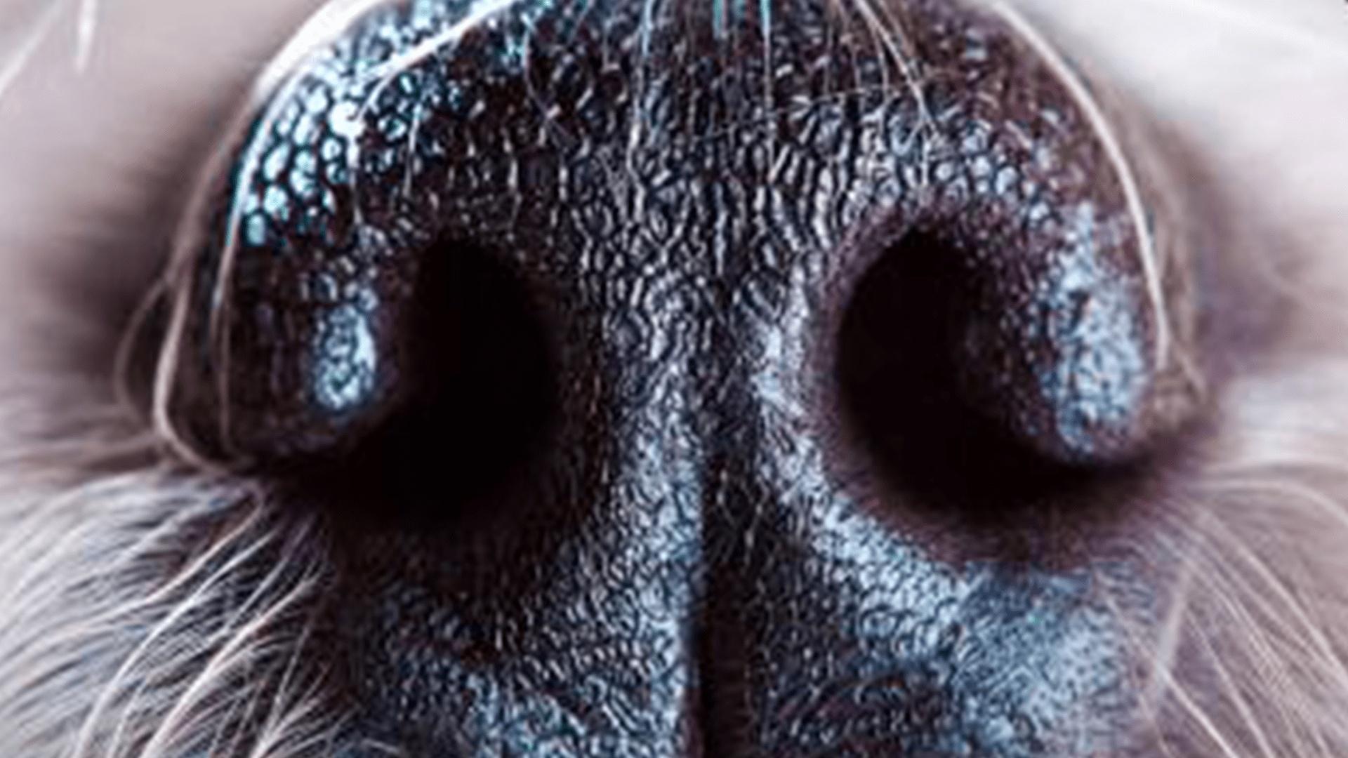 But Why Do Dogs Smell Each Other's Butts? Reactions ALL ARTS