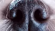 But Why Do Dogs Smell Each Other's Butts?