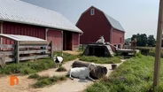 Places to visit in Michigan: Barn Sanctuary, Pewabic, Southwest Detroit, Baobab Fare