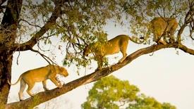 Big Cats Unleashed - Why Are Africa's Big Cats Climbing Trees?: asset-mezzanine-16x9