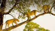 Big Cats Unleashed - Why Are Africa's Big Cats Climbing Trees?