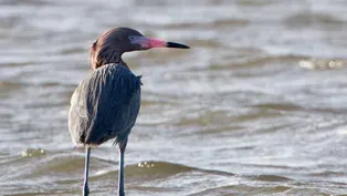 Reddish Egrets Feeding in Louisiana