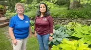 Selecting and Growing Hostas