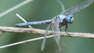Dragonfly Chasers, Hiking Blind, Texas Bison