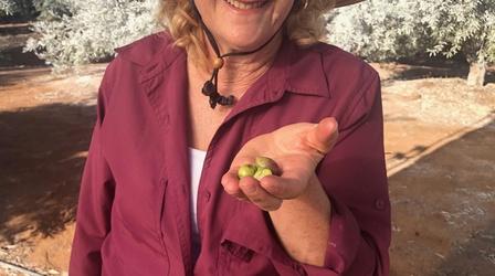 Video thumbnail: A Growing Passion For the Love of Olives