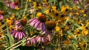 Volunteer Gardener 3421