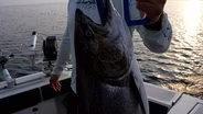 Crappie fishing, Salmon fishing, Goose hunting | Michigan Out of Doors