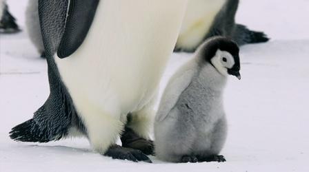 Emperor Penguin Chick's First Solo Venture